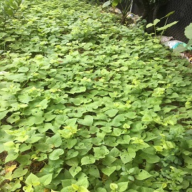 番薯，菜園區(qū)的番薯換成這一張.jpg
