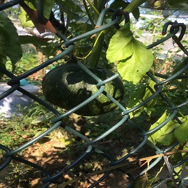 南瓜，菜園區(qū)的兩張南瓜圖片，第一張不要了，第二張放第一，這張放第二.jpg