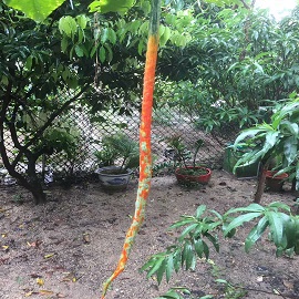 蛇瓜，菜園區(qū).jpg