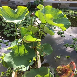 荷花2，魚塘區(qū)兩張荷花中第一張刪掉，第二張變第一張，這張是第二張.jpg