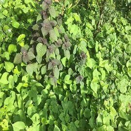 紫蘇，菜園區(qū).jpg